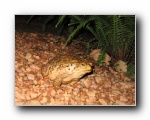 2008-01-09 Chapada (40)